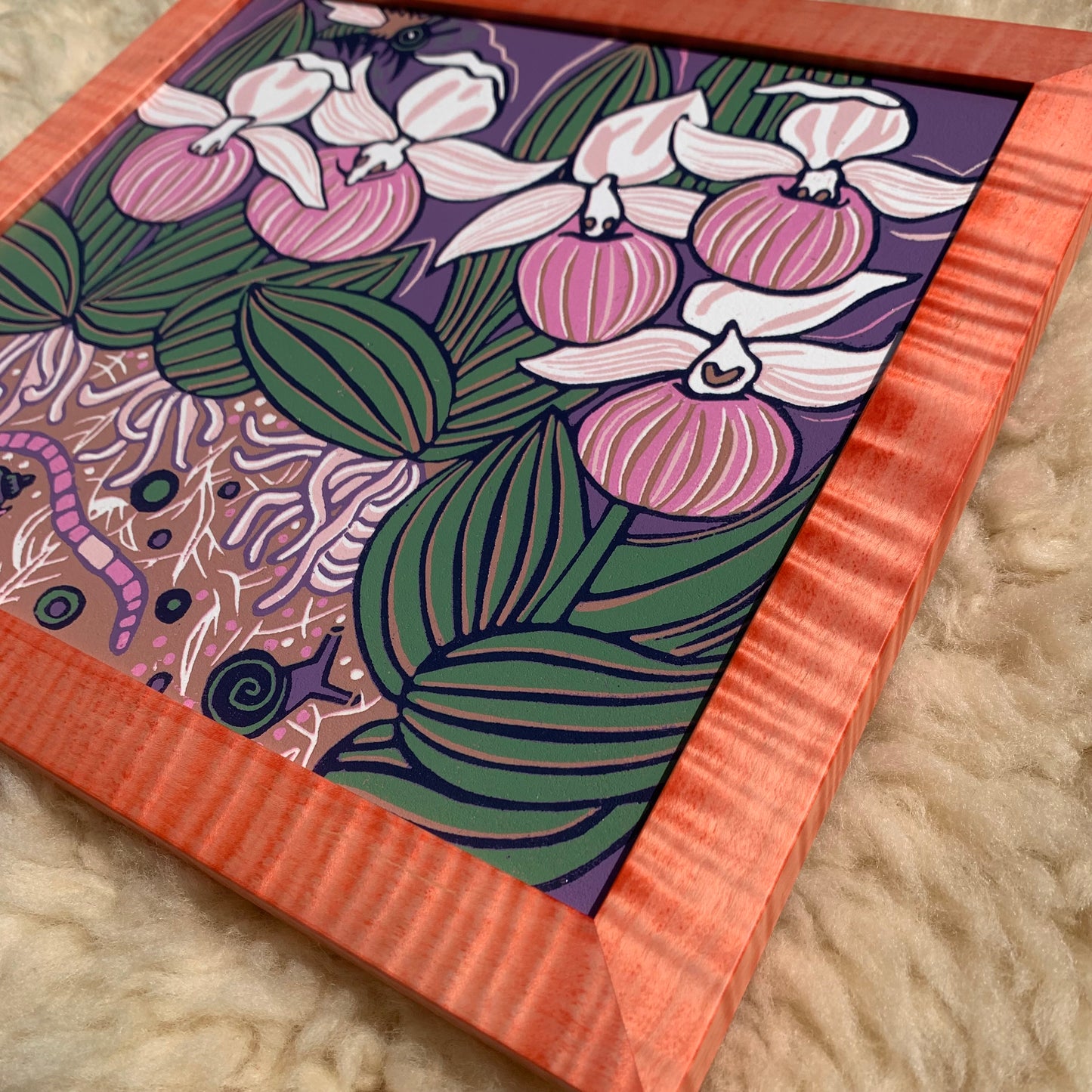 Slipper Orchid framed in pink