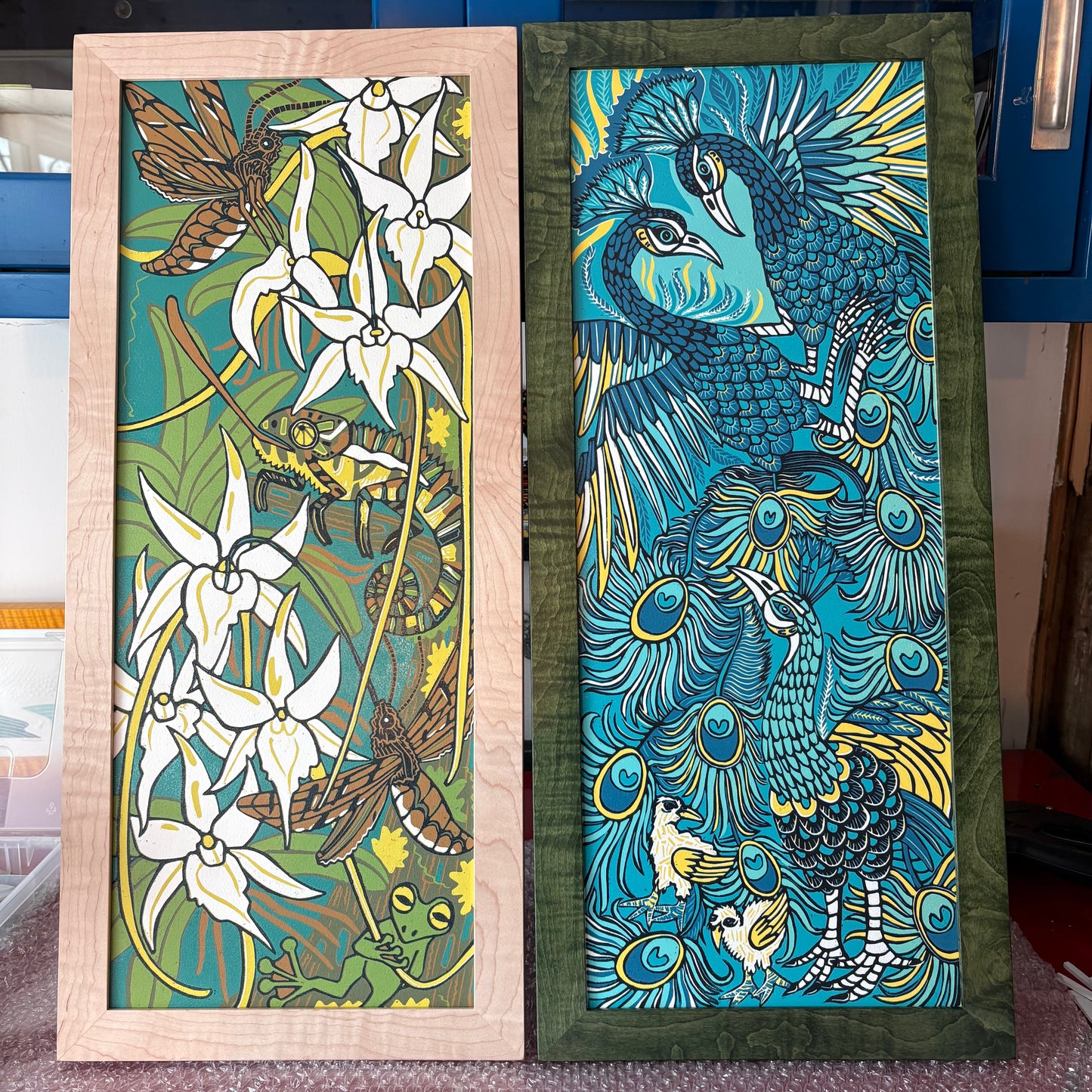 Peacock or Darwin’s orchid woodcut framed in curly maple