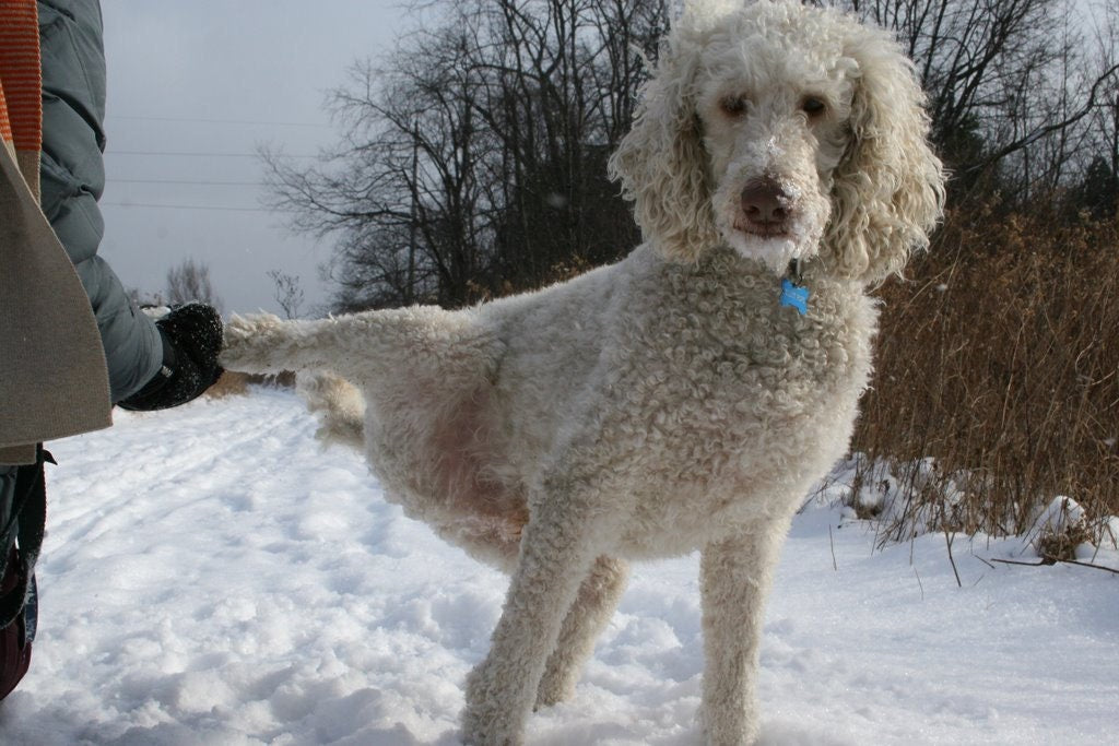 Wolf and Poodle Woodcut