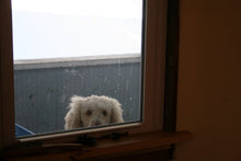 Load image into Gallery viewer, Poodle and Starling Woodcut
