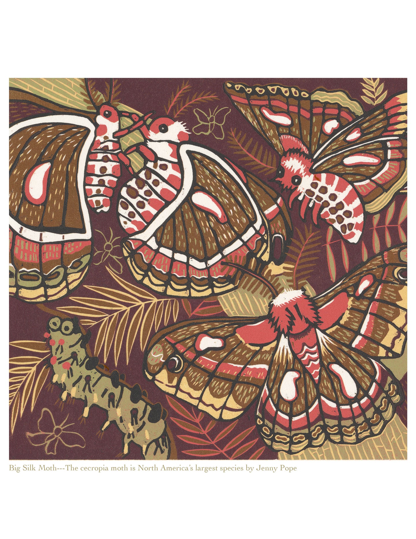 8.5x11” reproduction of Big Silk Moth